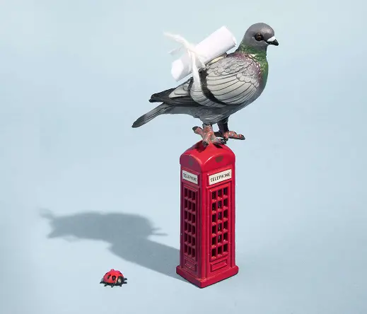 image pigeon